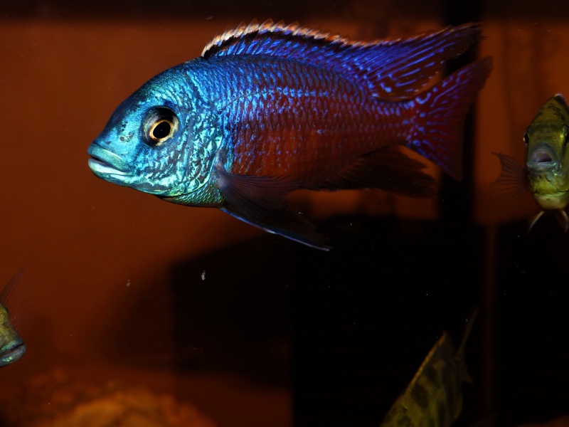 Protomelas taeniolatus 'Senga Point'